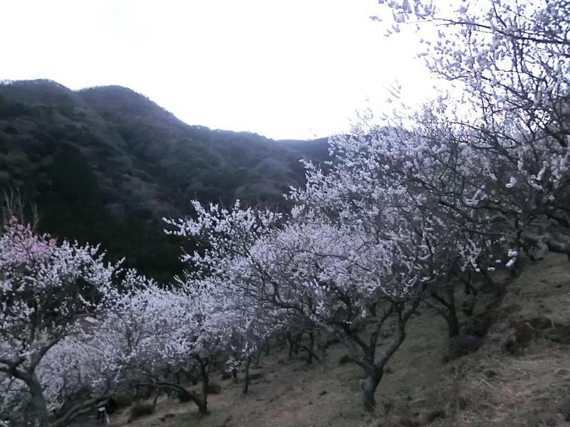 Yugawara Onsen Kawasegien Isuzu Hotel Atami  Exteriér fotografie